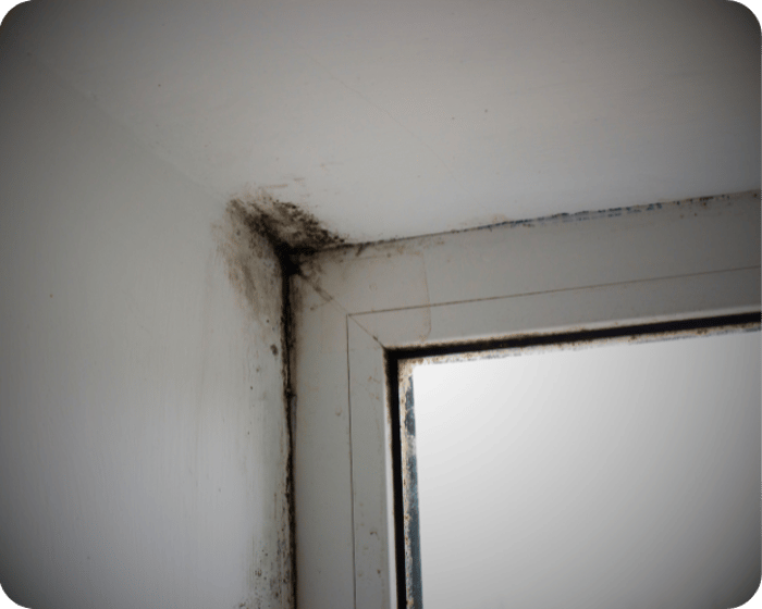 Schimmel an einer Kellerwand neben einem Fenster